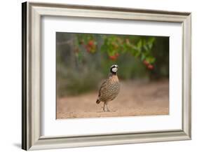 Northern Bobwhite (Colinus virginianus) feeding-Larry Ditto-Framed Photographic Print