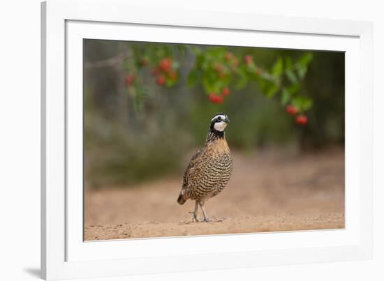 Northern Bobwhite (Colinus virginianus) feeding-Larry Ditto-Framed Photographic Print