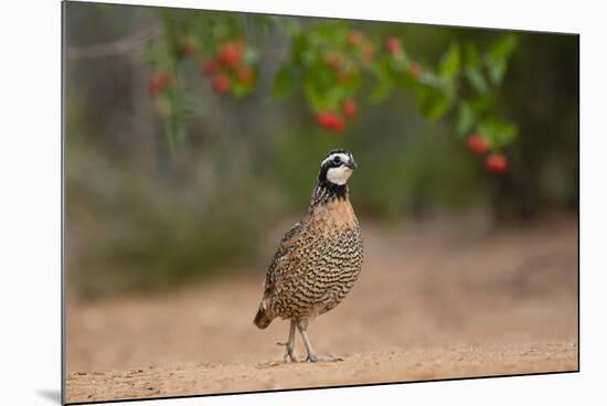 Northern Bobwhite (Colinus virginianus) feeding-Larry Ditto-Mounted Photographic Print