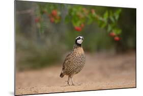 Northern Bobwhite (Colinus virginianus) feeding-Larry Ditto-Mounted Photographic Print