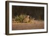 Northern Bobwhite (Colinus virginianus) female hiding-Larry Ditto-Framed Photographic Print