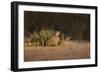 Northern Bobwhite (Colinus virginianus) female hiding-Larry Ditto-Framed Photographic Print