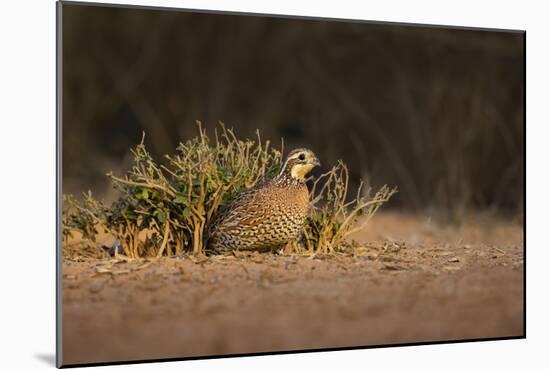 Northern Bobwhite (Colinus virginianus) female hiding-Larry Ditto-Mounted Photographic Print