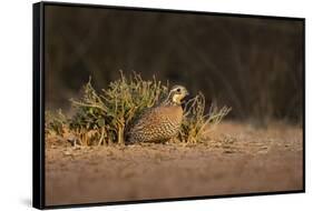 Northern Bobwhite (Colinus virginianus) female hiding-Larry Ditto-Framed Stretched Canvas