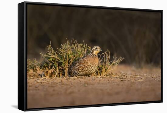Northern Bobwhite (Colinus virginianus) female hiding-Larry Ditto-Framed Stretched Canvas