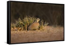 Northern Bobwhite (Colinus virginianus) female hiding-Larry Ditto-Framed Stretched Canvas