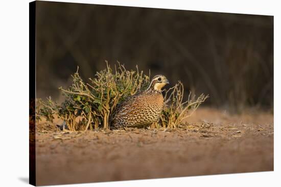 Northern Bobwhite (Colinus virginianus) female hiding-Larry Ditto-Stretched Canvas