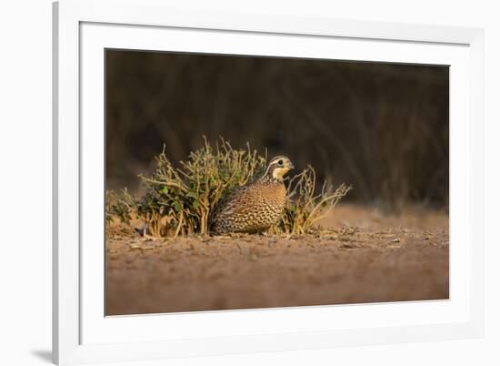 Northern Bobwhite (Colinus virginianus) female hiding-Larry Ditto-Framed Photographic Print