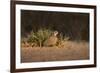 Northern Bobwhite (Colinus virginianus) female hiding-Larry Ditto-Framed Photographic Print