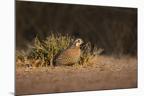 Northern Bobwhite (Colinus virginianus) female hiding-Larry Ditto-Mounted Photographic Print