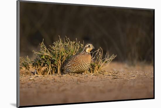 Northern Bobwhite (Colinus virginianus) female hiding-Larry Ditto-Mounted Photographic Print