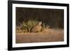 Northern Bobwhite (Colinus virginianus) female hiding-Larry Ditto-Framed Photographic Print