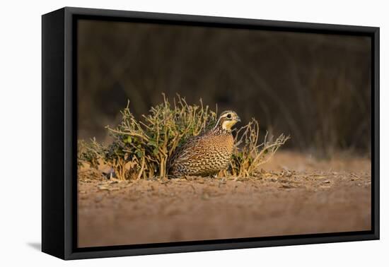 Northern Bobwhite (Colinus virginianus) female hiding-Larry Ditto-Framed Stretched Canvas