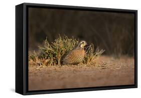 Northern Bobwhite (Colinus virginianus) female hiding-Larry Ditto-Framed Stretched Canvas