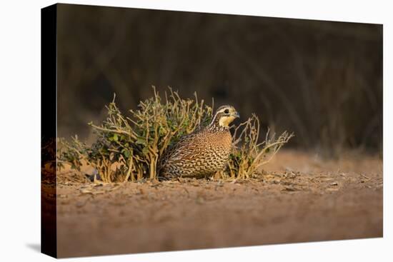 Northern Bobwhite (Colinus virginianus) female hiding-Larry Ditto-Stretched Canvas