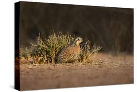 Northern Bobwhite (Colinus virginianus) female hiding-Larry Ditto-Stretched Canvas