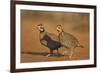 Northern Bobwhite (Colinus virginianus) pair-Larry Ditto-Framed Photographic Print