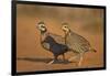 Northern Bobwhite (Colinus virginianus) pair-Larry Ditto-Framed Photographic Print