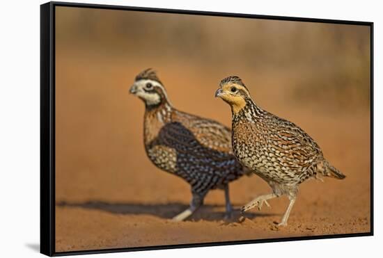 Northern Bobwhite (Colinus virginianus) pair-Larry Ditto-Framed Stretched Canvas