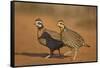 Northern Bobwhite (Colinus virginianus) pair-Larry Ditto-Framed Stretched Canvas