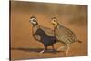 Northern Bobwhite (Colinus virginianus) pair-Larry Ditto-Stretched Canvas