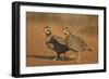 Northern Bobwhite (Colinus virginianus) pair-Larry Ditto-Framed Photographic Print