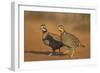 Northern Bobwhite (Colinus virginianus) pair-Larry Ditto-Framed Photographic Print