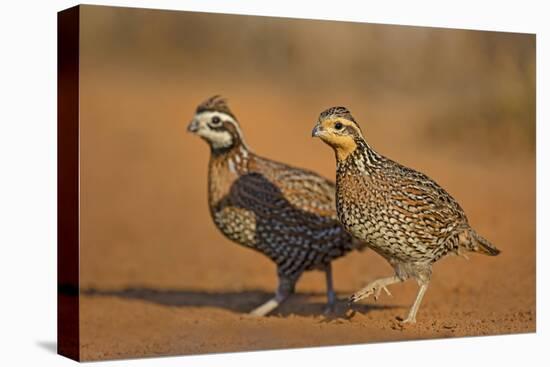 Northern Bobwhite (Colinus virginianus) pair-Larry Ditto-Stretched Canvas
