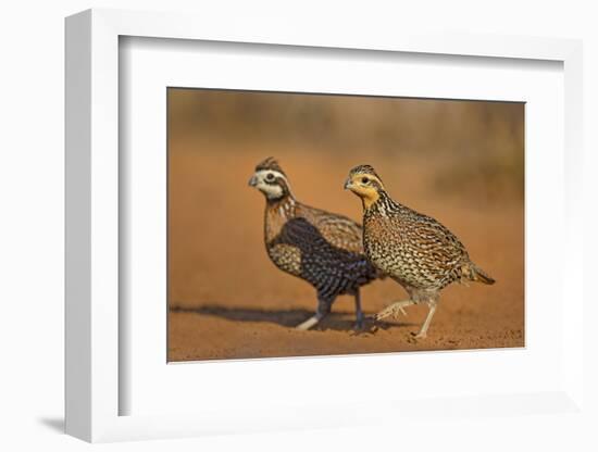Northern Bobwhite (Colinus virginianus) pair-Larry Ditto-Framed Photographic Print
