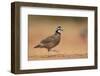 Northern Bobwhite male running, Rio Grande Valley, South Texas USA-Rolf Nussbaumer-Framed Photographic Print