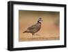 Northern Bobwhite male running, Rio Grande Valley, South Texas USA-Rolf Nussbaumer-Framed Photographic Print