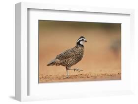 Northern Bobwhite male running, Rio Grande Valley, South Texas USA-Rolf Nussbaumer-Framed Photographic Print