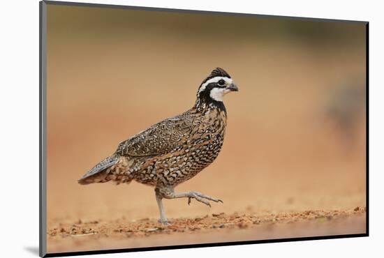 Northern Bobwhite male running, Rio Grande Valley, South Texas USA-Rolf Nussbaumer-Mounted Photographic Print