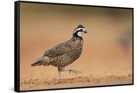 Northern Bobwhite male running, Rio Grande Valley, South Texas USA-Rolf Nussbaumer-Framed Stretched Canvas