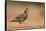 Northern Bobwhite male running, Rio Grande Valley, South Texas USA-Rolf Nussbaumer-Framed Stretched Canvas