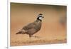 Northern Bobwhite male running, Rio Grande Valley, South Texas USA-Rolf Nussbaumer-Framed Photographic Print