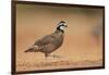 Northern Bobwhite male running, Rio Grande Valley, South Texas USA-Rolf Nussbaumer-Framed Photographic Print