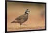 Northern Bobwhite male running, Rio Grande Valley, South Texas USA-Rolf Nussbaumer-Framed Photographic Print