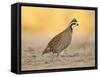 Northern Bobwhite Quail, Texas, USA-Larry Ditto-Framed Stretched Canvas