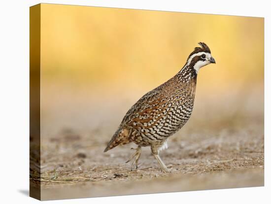 Northern Bobwhite Quail, Texas, USA-Larry Ditto-Stretched Canvas