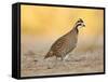 Northern Bobwhite Quail, Texas, USA-Larry Ditto-Framed Stretched Canvas