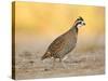 Northern Bobwhite Quail, Texas, USA-Larry Ditto-Stretched Canvas