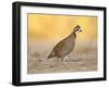 Northern Bobwhite Quail, Texas, USA-Larry Ditto-Framed Premium Photographic Print