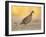 Northern Bobwhite Quail, Texas, USA-Larry Ditto-Framed Premium Photographic Print