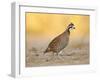 Northern Bobwhite Quail, Texas, USA-Larry Ditto-Framed Premium Photographic Print