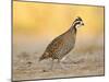 Northern Bobwhite Quail, Texas, USA-Larry Ditto-Mounted Premium Photographic Print