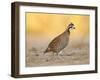 Northern Bobwhite Quail, Texas, USA-Larry Ditto-Framed Photographic Print