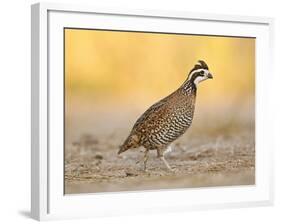 Northern Bobwhite Quail, Texas, USA-Larry Ditto-Framed Photographic Print