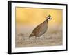 Northern Bobwhite Quail, Texas, USA-Larry Ditto-Framed Photographic Print