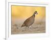 Northern Bobwhite Quail, Texas, USA-Larry Ditto-Framed Photographic Print